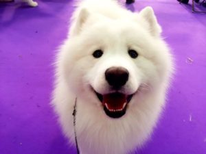 Smiling white dog