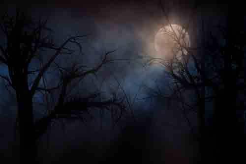 Haunted-Greenwich-Village-Spooky-Tree