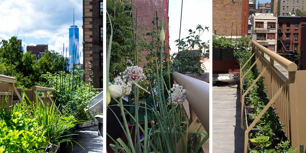 Hotel-Rooftop-garden